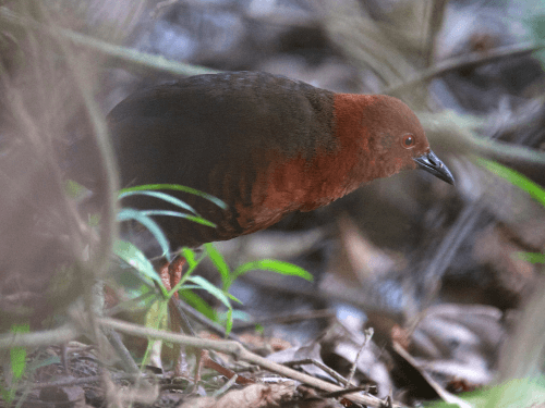 Limoncocha Lagoon & Bird Highlights